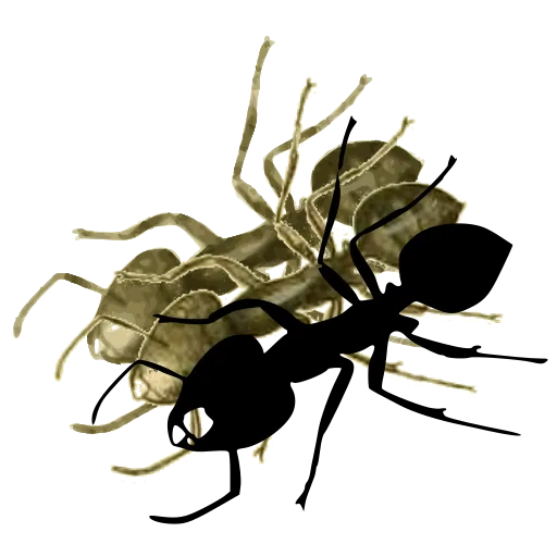 Ant 01