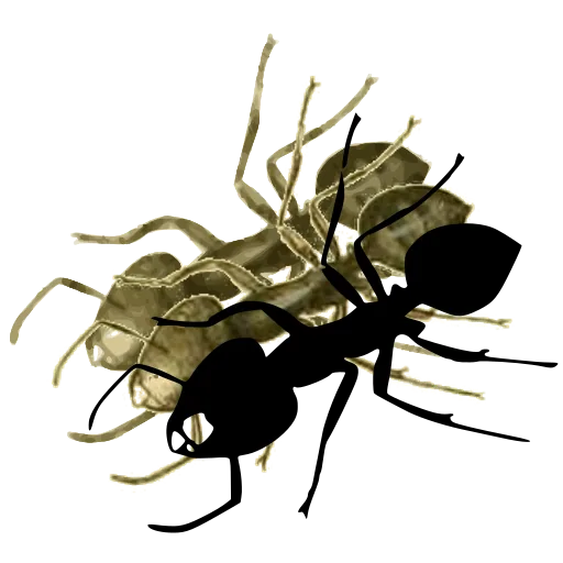 Ant 01