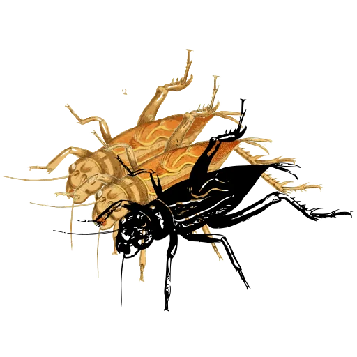 Cricket 01