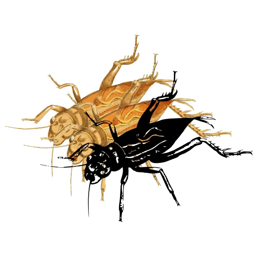 Cricket 01