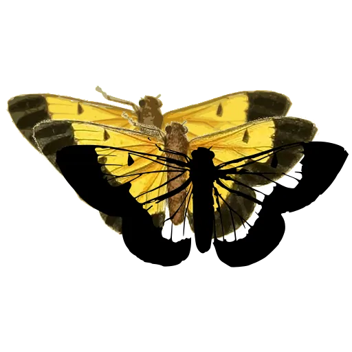 Bordered butterfly 02