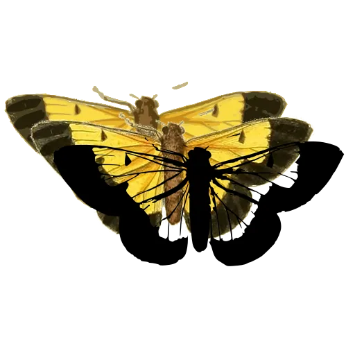 Bordered butterfly 02