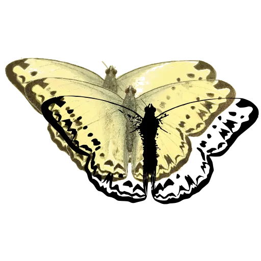 White butterfly