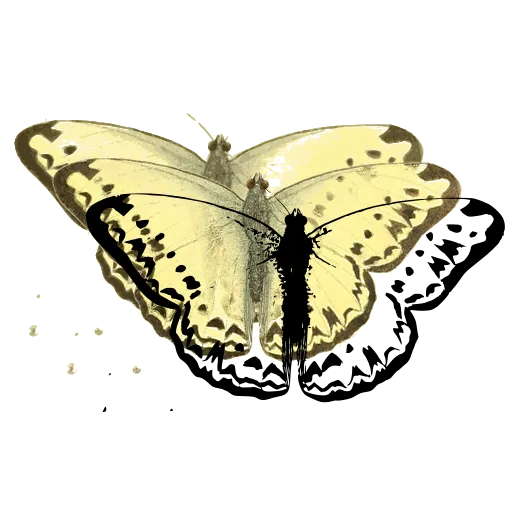 White butterfly