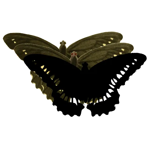 Swallowtail butterfly 03