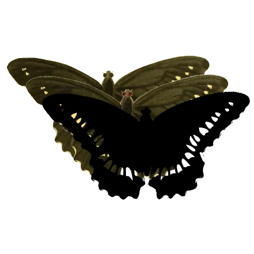 Swallowtail butterfly 03