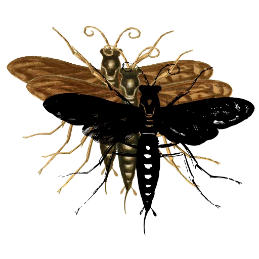 Lacewing with spread wings 02