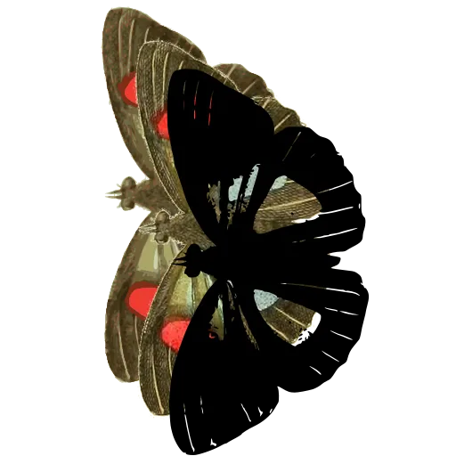 Moth in side view 01