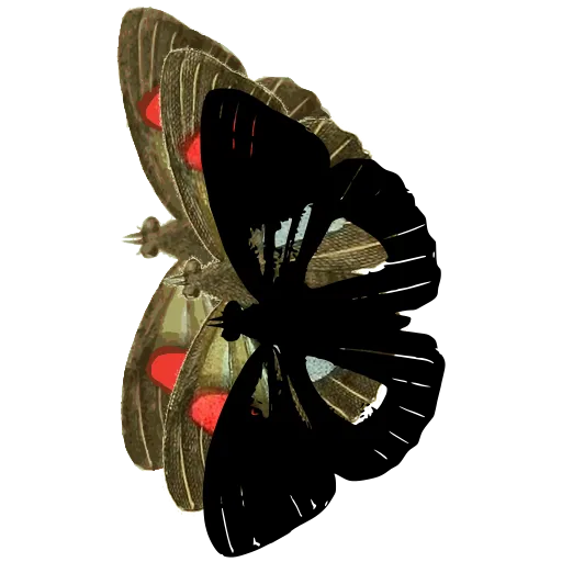Moth in side view 01
