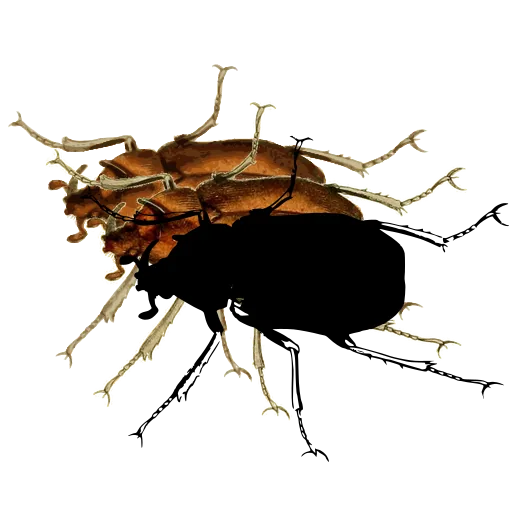 Ground beetle 03