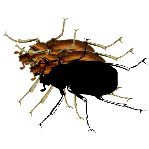 Ground beetle 03