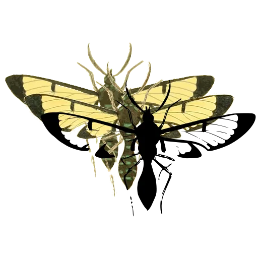 Clearwing wasp moth