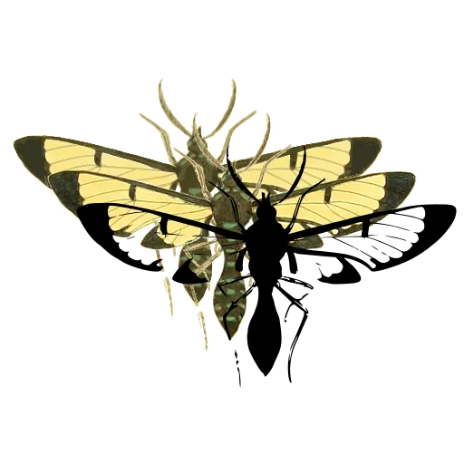 Clearwing wasp moth