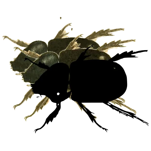 Dung beetle 02