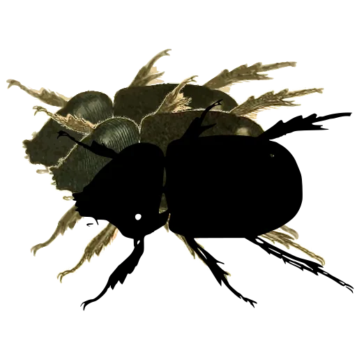 Dung beetle 02