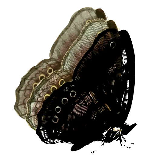 Eyed butterfly in side view 01