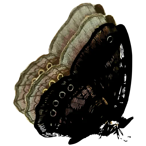 Eyed butterfly in side view 01