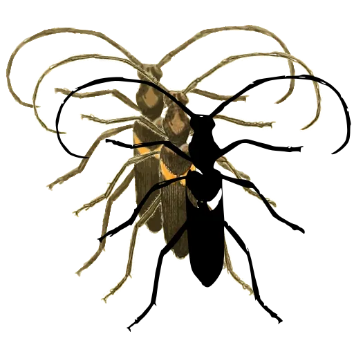 Long-horned beetle 03