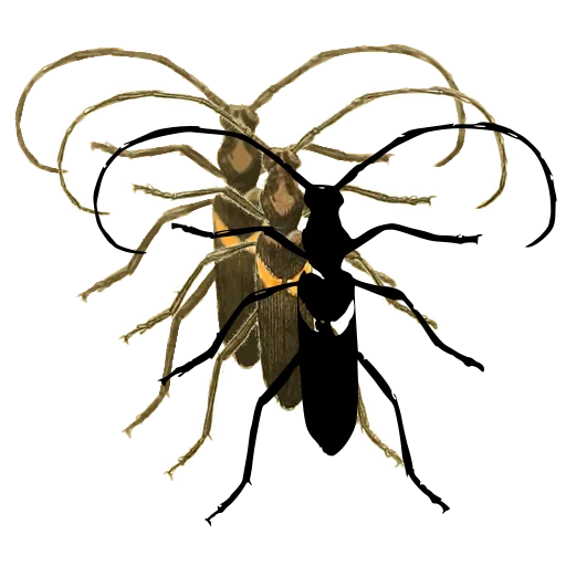 Long-horned beetle 03