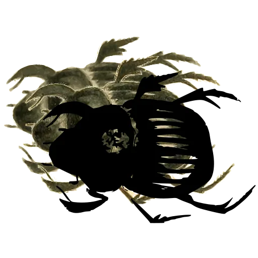 Horned dung beetle