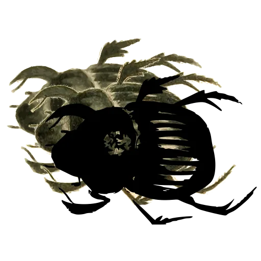 Horned dung beetle