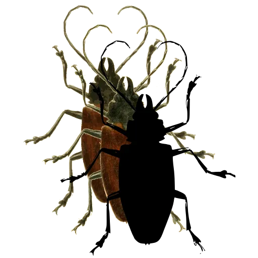 Long-horned beetle 04