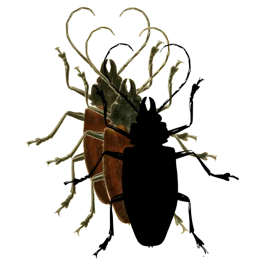 Long-horned beetle 04