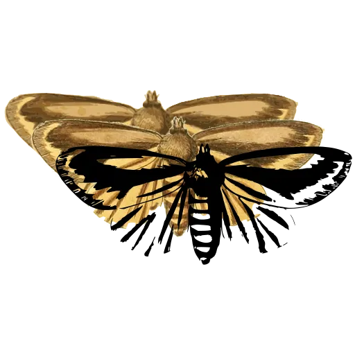 Striped moth