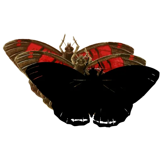 Dark butterfly 02