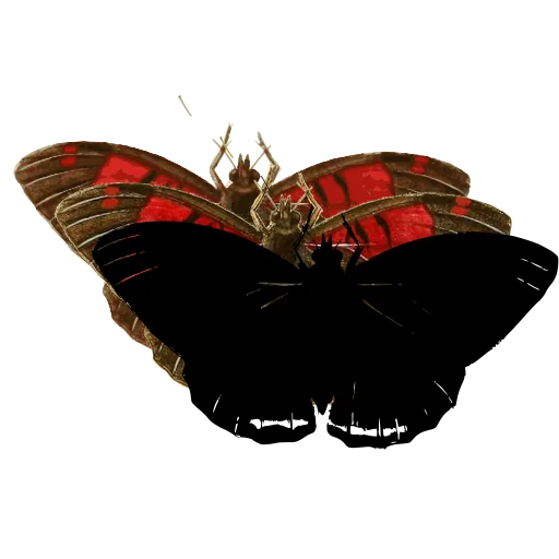 Dark butterfly 02