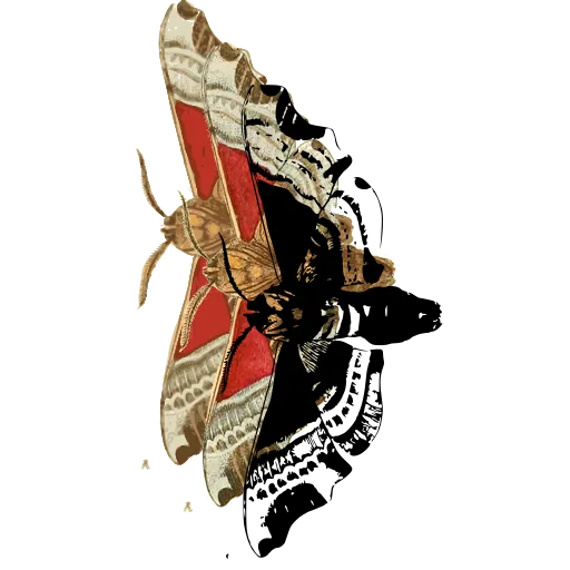 Patterned moth in side view