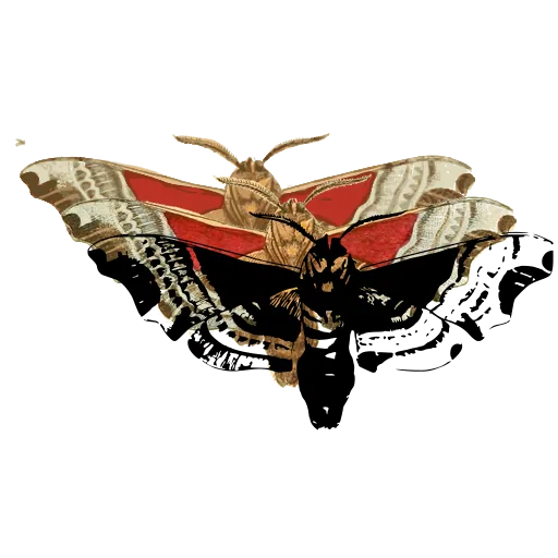 Patterned moth in side view