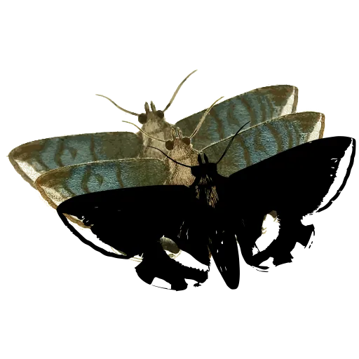 Mottled moth 02