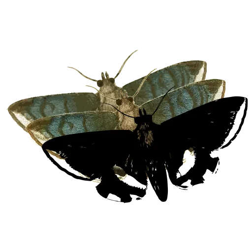 Mottled moth 02