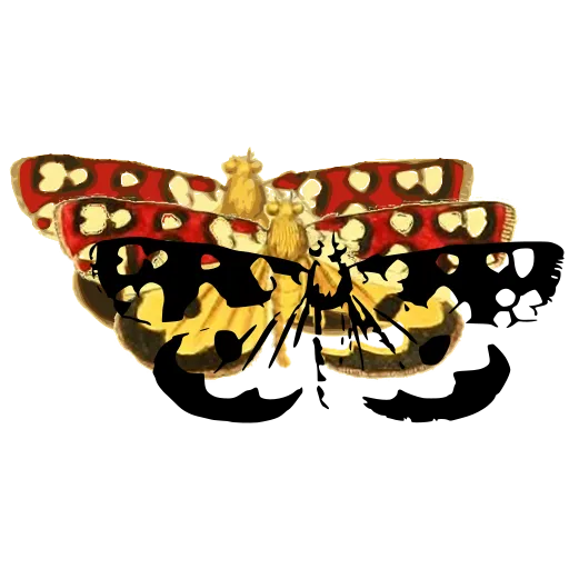 Pale spotted moth 01