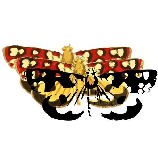 Pale spotted moth 01