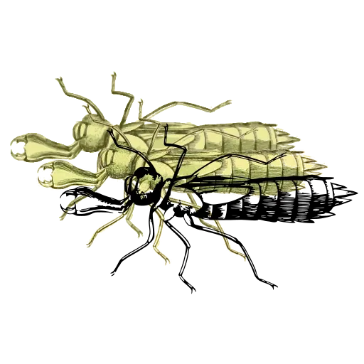 Grasshopper 02