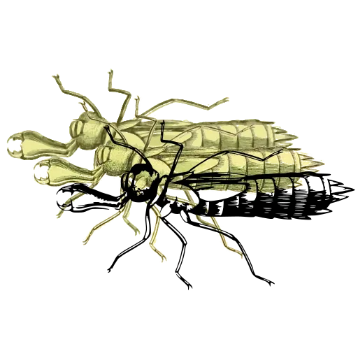 Grasshopper 02