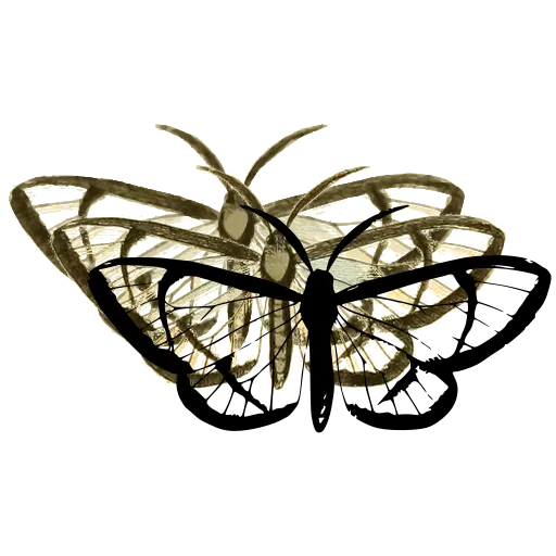 Veined pale butterfly 01