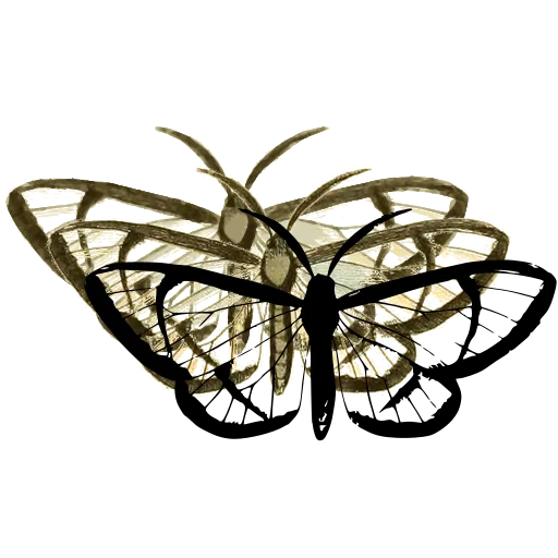 Veined pale butterfly 01