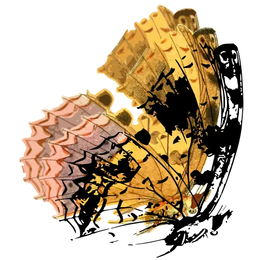 Mottled butterfly in side view 02