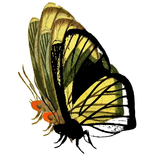 Veined butterfly in side view 02