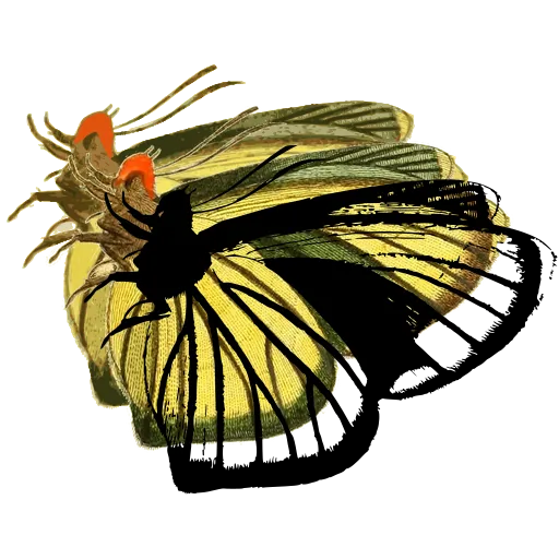 Veined butterfly in side view 02