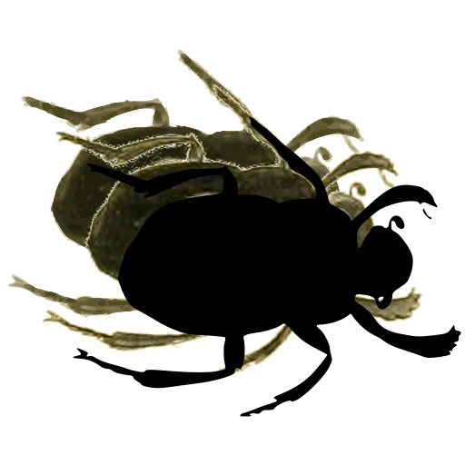 Rounded beetle 02