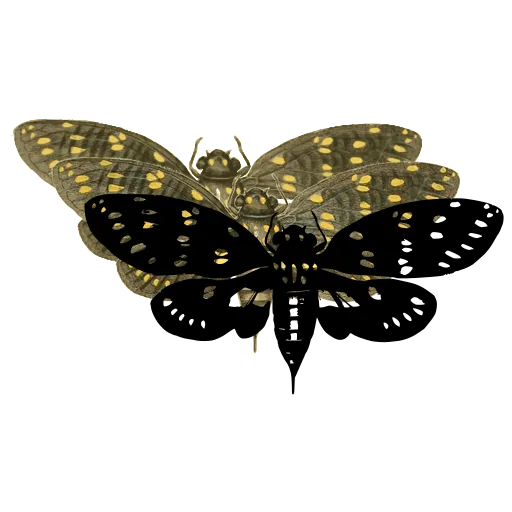 Spotted cicada 01