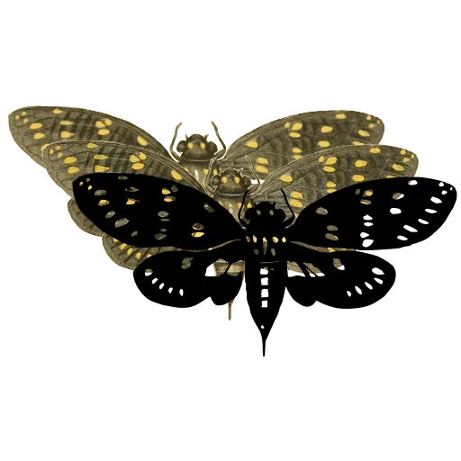Spotted cicada 01