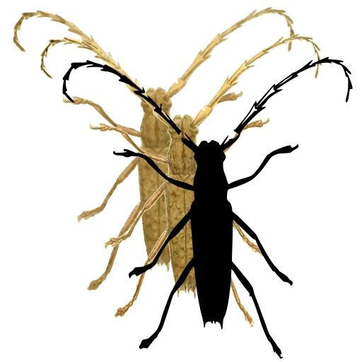 Long-horned beetle 05