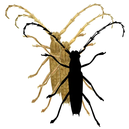 Long-horned beetle 05