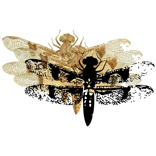 Dragonfly with mottled wings