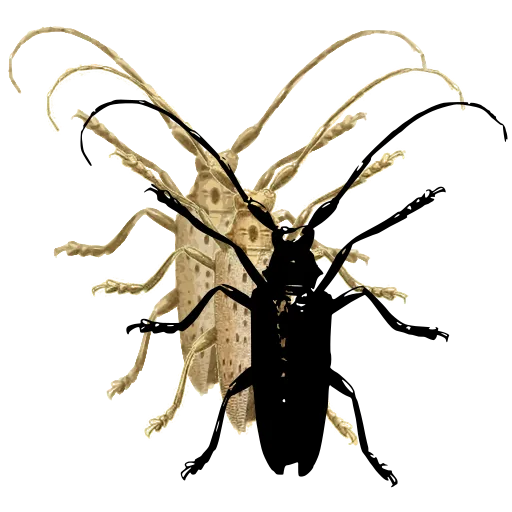 Long-horned beetle 06